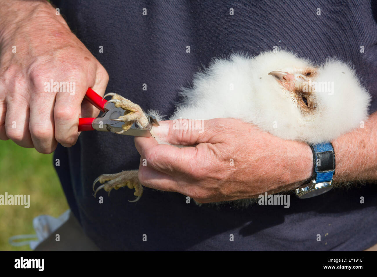 A man places a leg ring on a Barn Owl (Tyto alba) chick to collect data and help future monitoring. Stock Photo