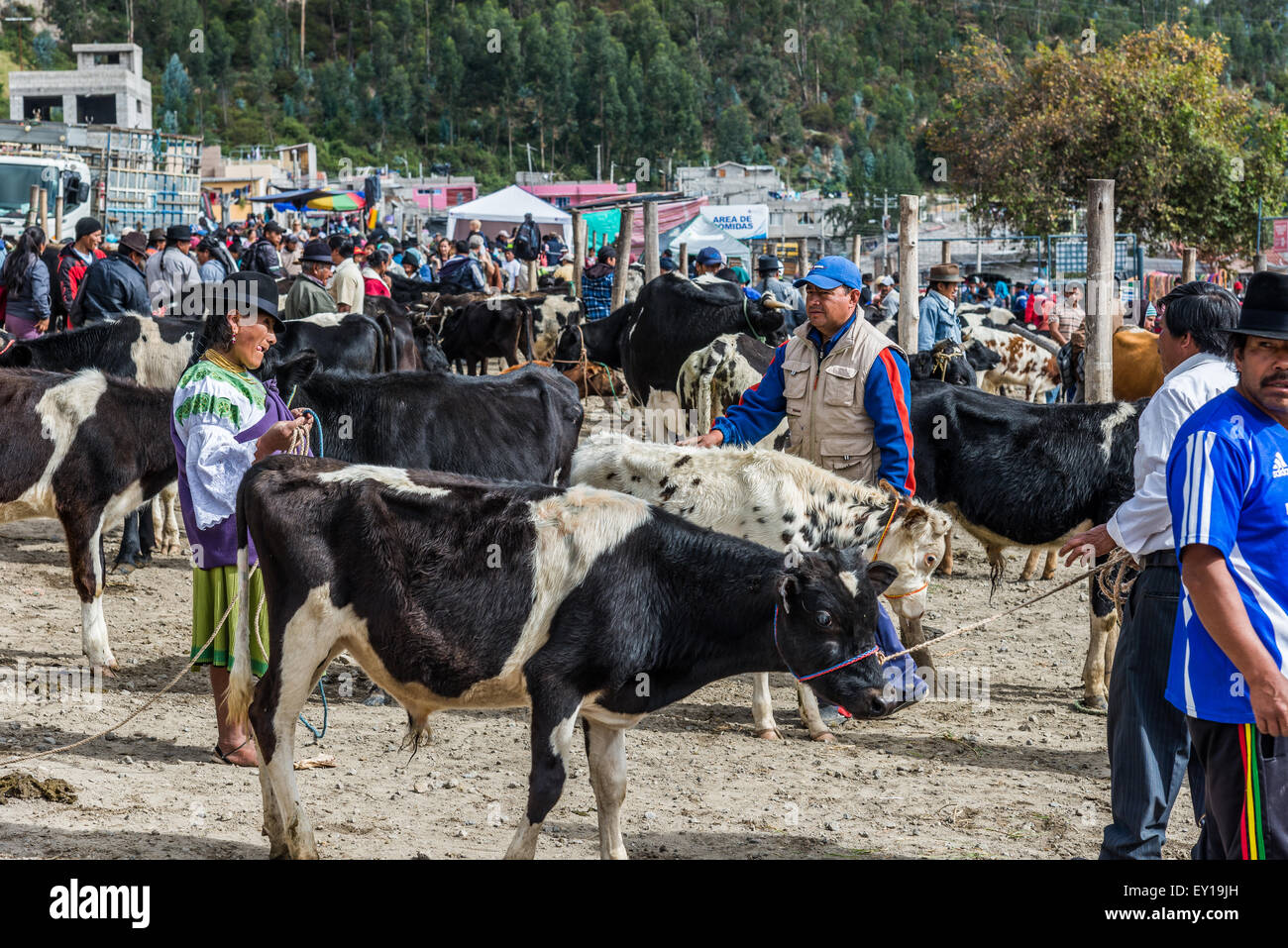 Cows and other animals are bought and sold at livestock market. Otavalo, Ecuador. Stock Photo