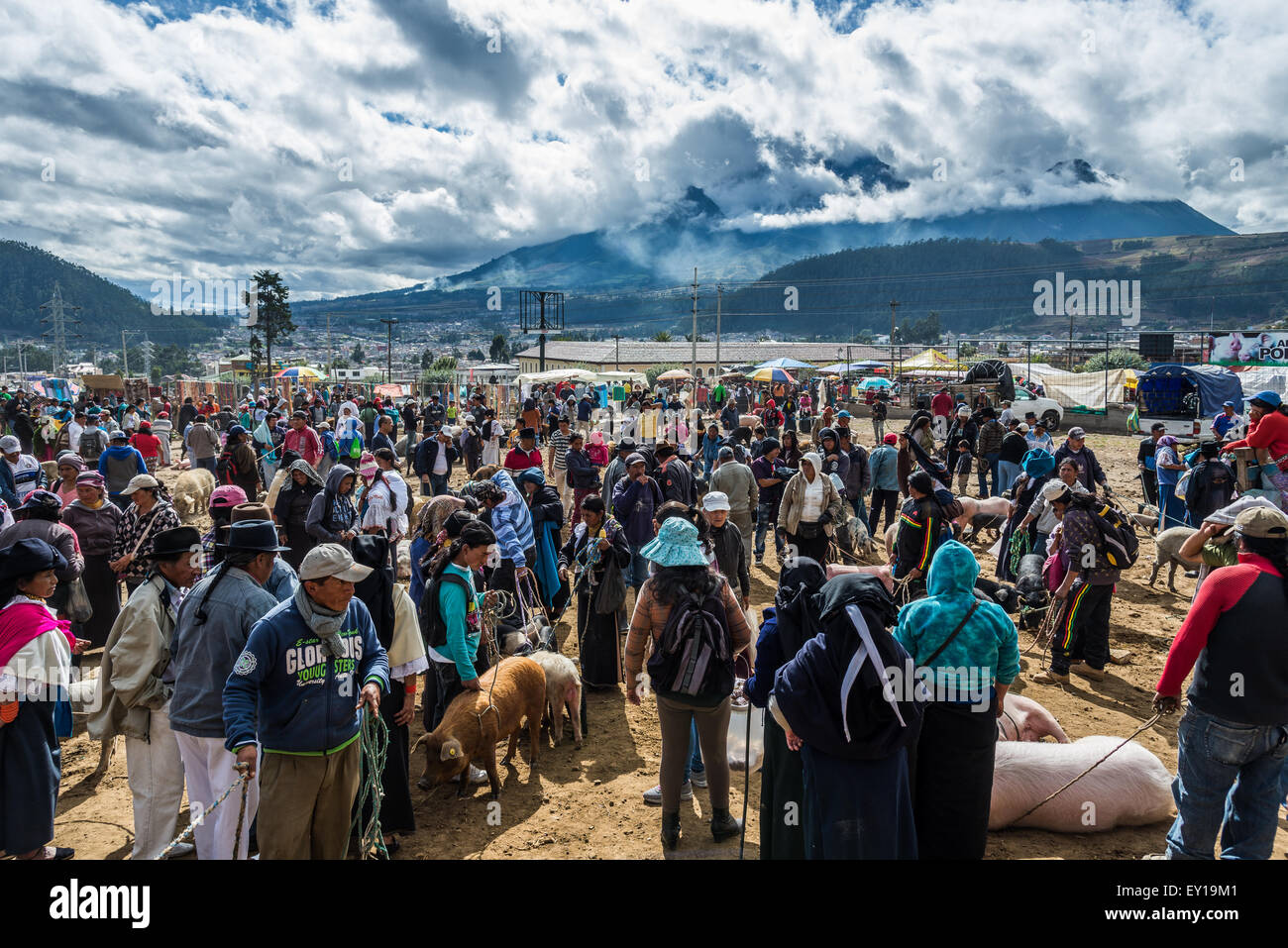 Pigs and other animals are bought and sold at livestock market. Otavalo, Ecuador. Stock Photo
