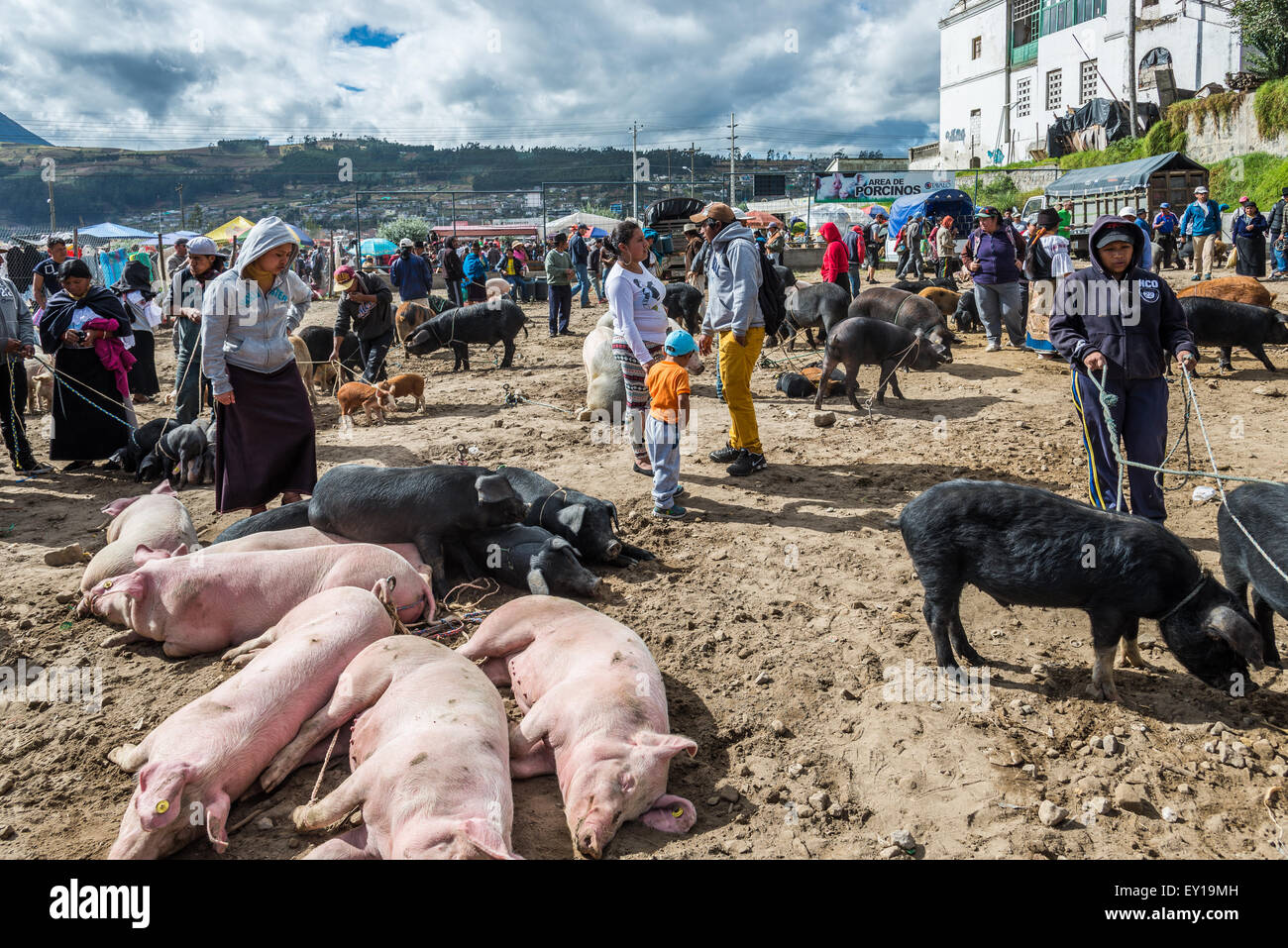 Pigs and other animals are bought and sold at livestock market. Otavalo, Ecuador. Stock Photo