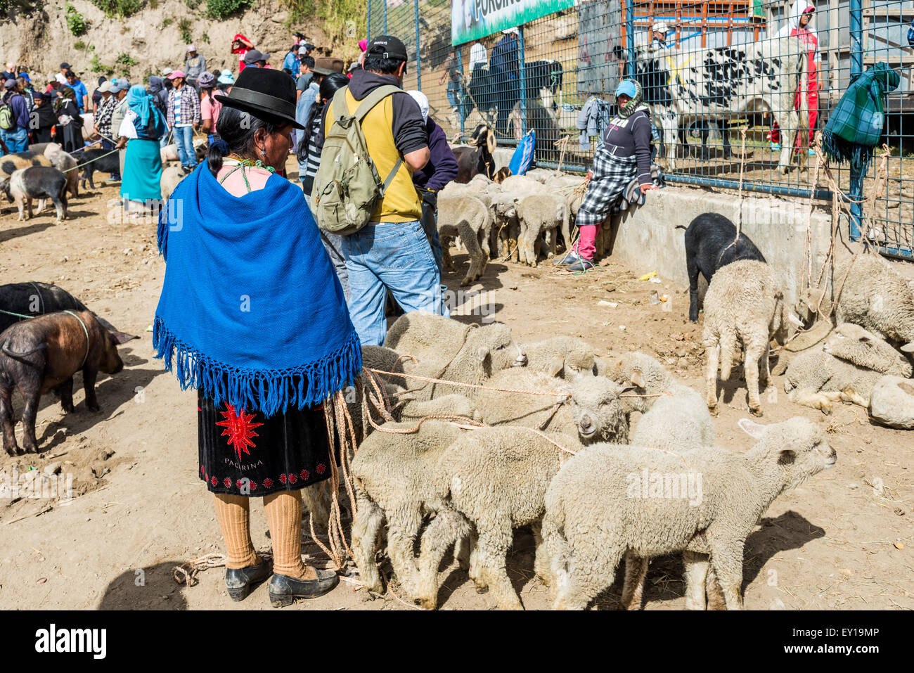 Sheep and other animals are bought and sold at livestock market. Otavalo, Ecuador. Stock Photo