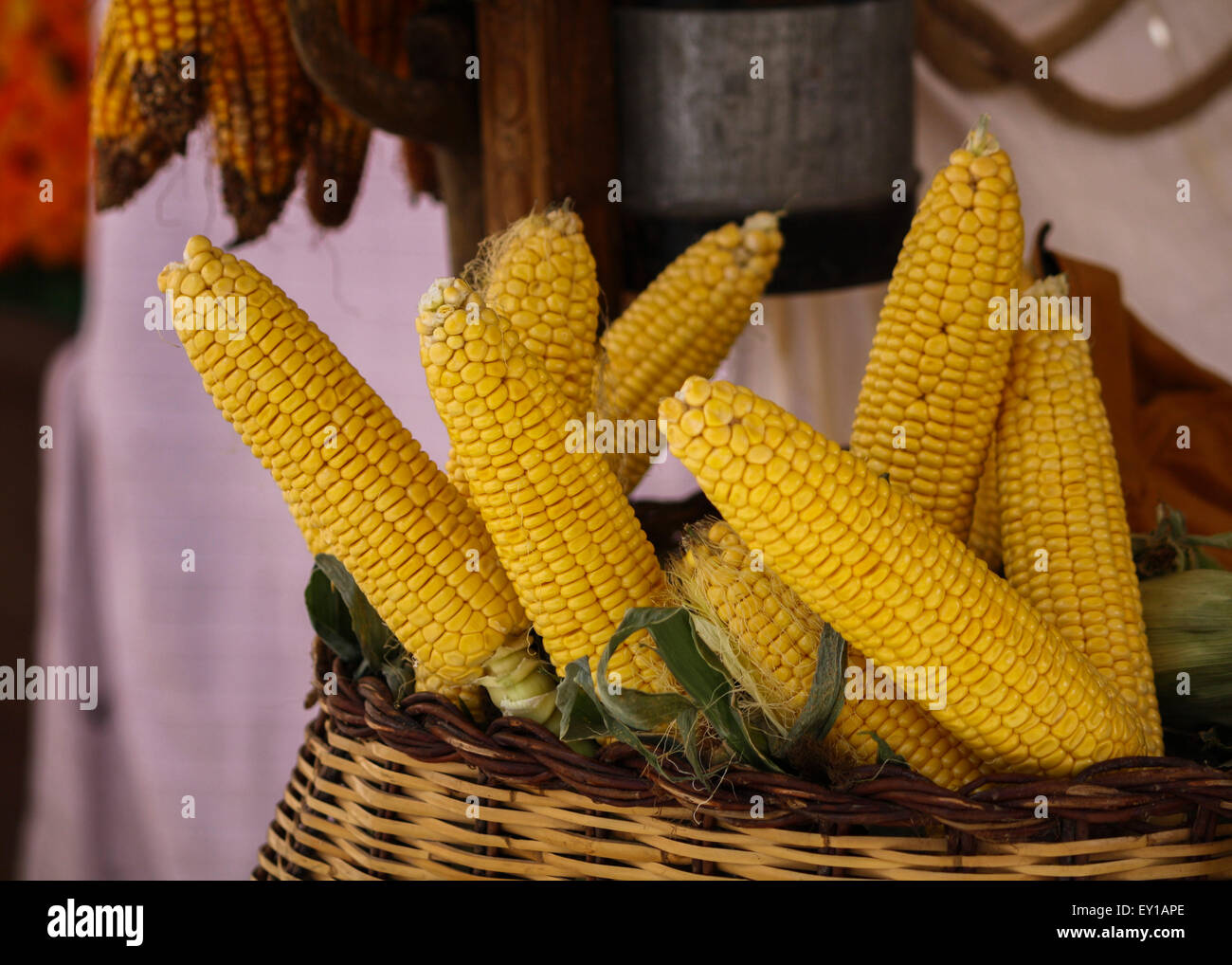 Corn maize Stock Photo