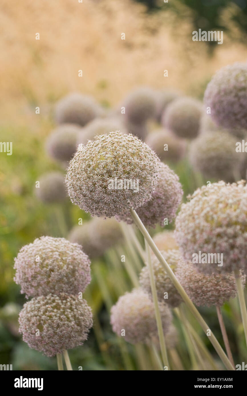 Allium seedheads in a garden border. Stock Photo