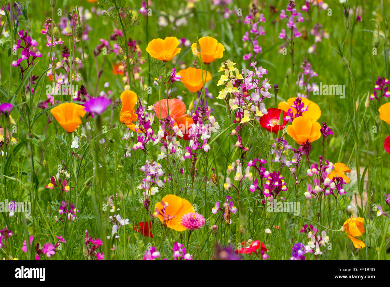 Seed sown annual flowering meadow with Eschscholzia, annual Linaria and Shirley poppies on display in mid July Stock Photo