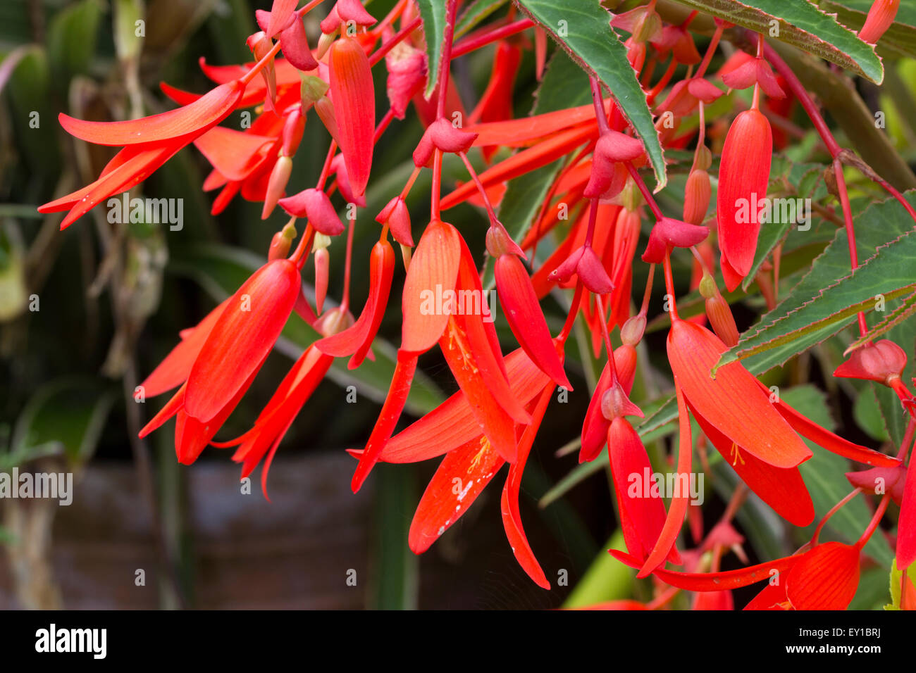 Pendulous flowers of the half-hardy Begonia boliviensis 'Bonfire' Stock Photo