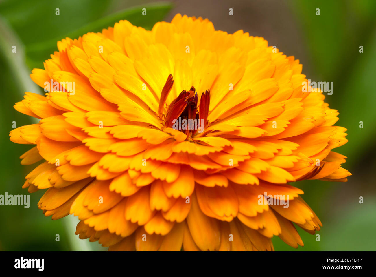 Orange double flower of the hardy annual Calendula officinalis 'Indian Prince' Stock Photo