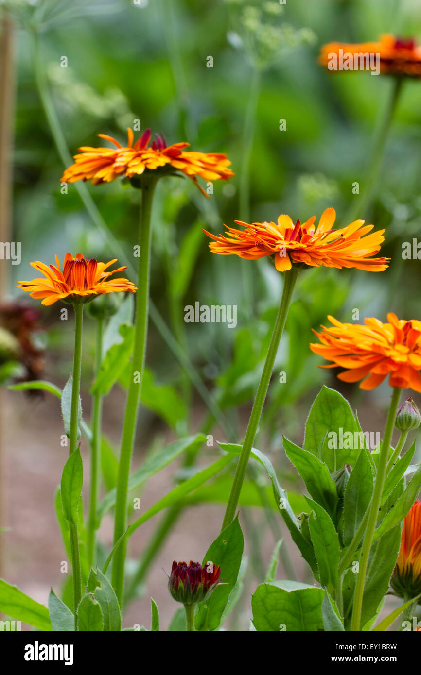 Orange double flowers of the hardy annual Calendula officinalis 'Indian Prince' Stock Photo