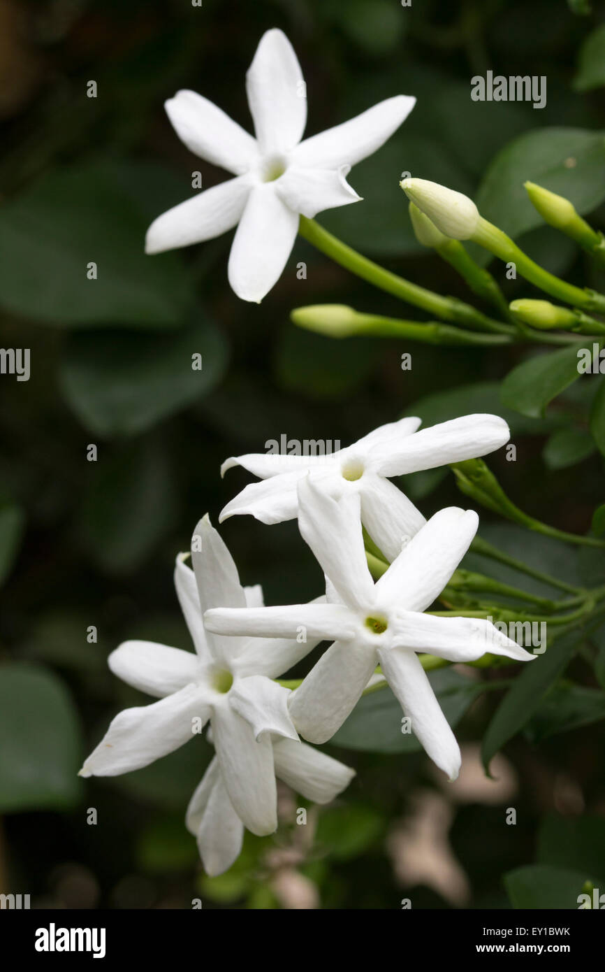 Fragrant flowers of the tender Madeiran vine, Jasminum azoricum Stock Photo