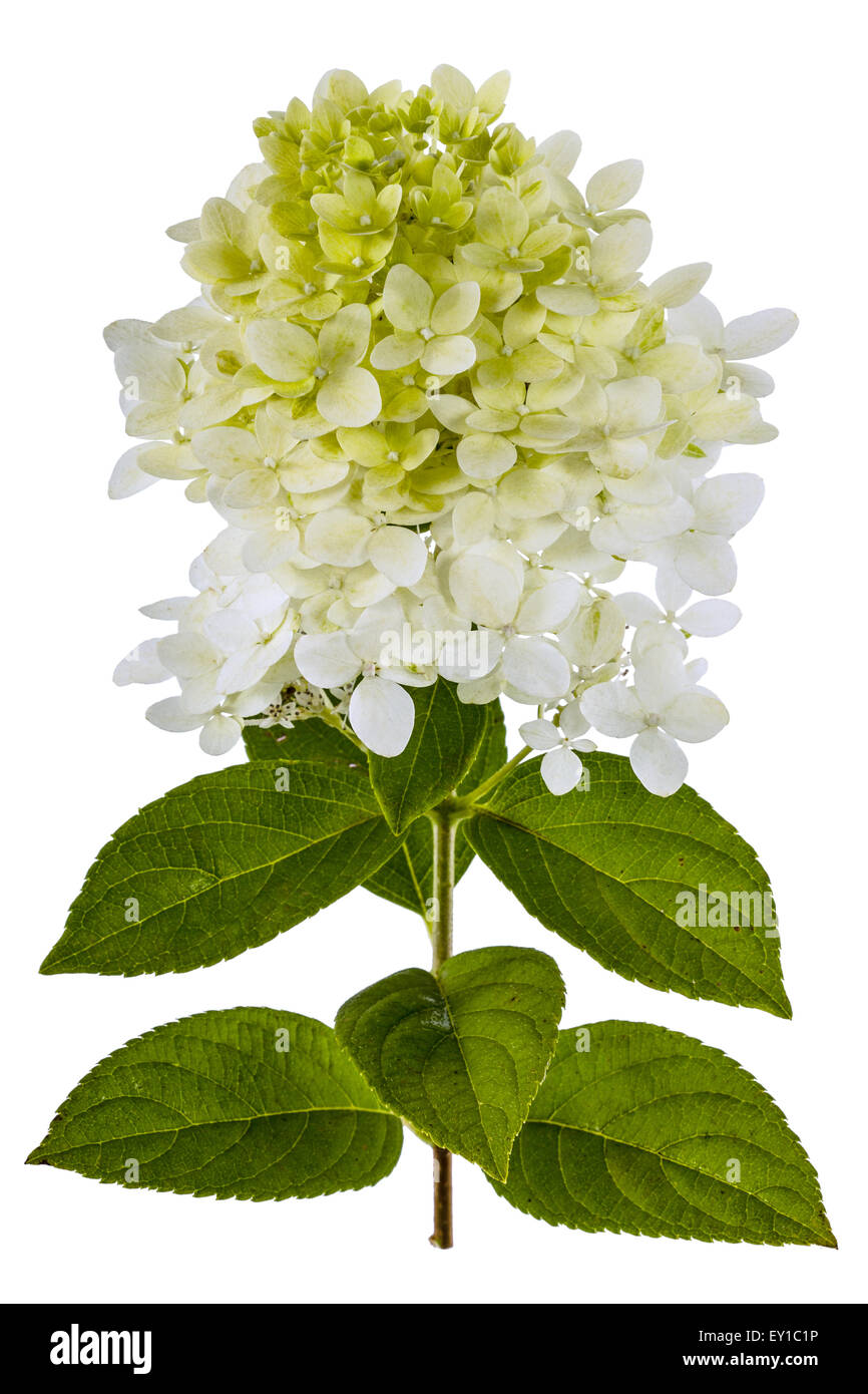 Flowers of Hydrangea isolated on a white background Stock Photo - Alamy