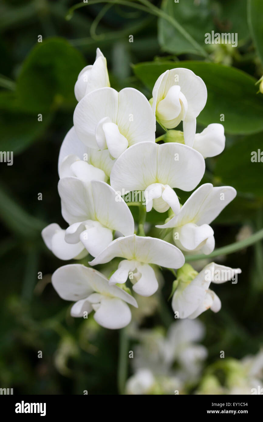 Pure white flowers of the perennial climbing pea, Lathyrus latifolius 'White Pearl' Stock Photo