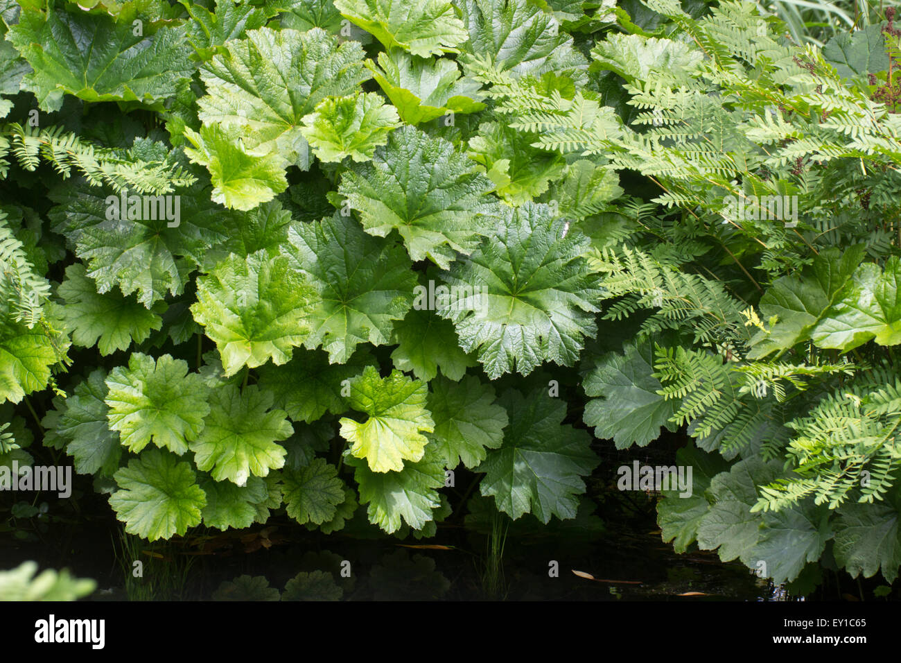 Massive, rounded leaves of the moisture loving perennial, Darmera peltata Stock Photo