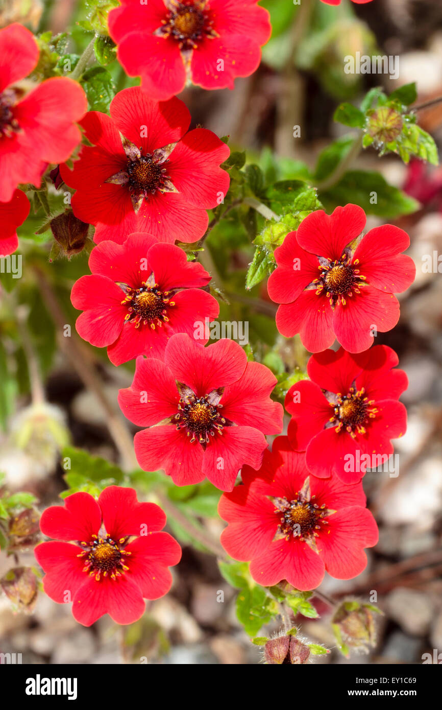Massed flowers of the Himalayan red cinquefoil, Potentilla atrosanguinea Stock Photo