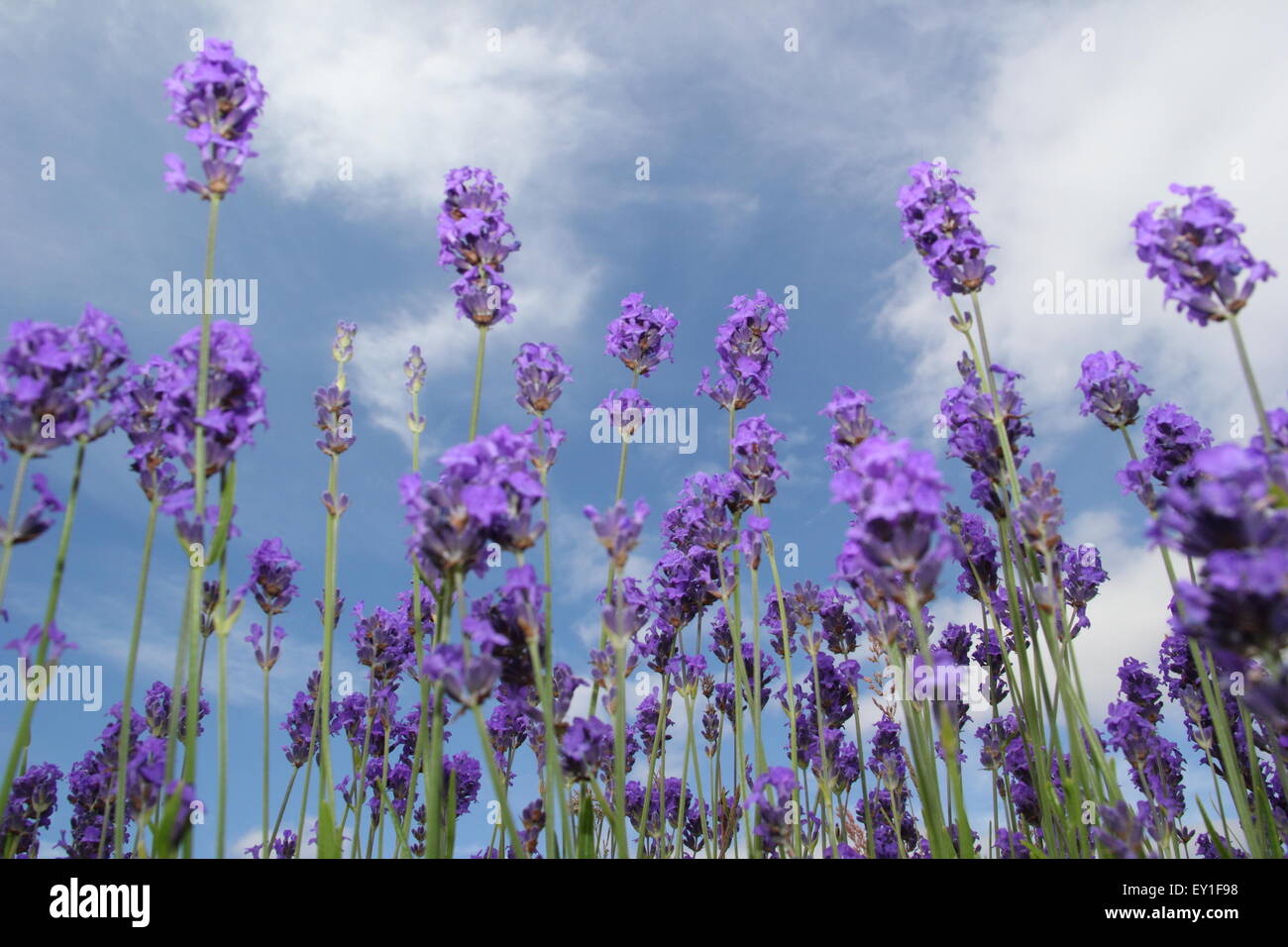 Englsih lavender (lavendula angustifolia) grows in a garden at Sheffield Manor Lodge, Yorkshire UK Stock Photo