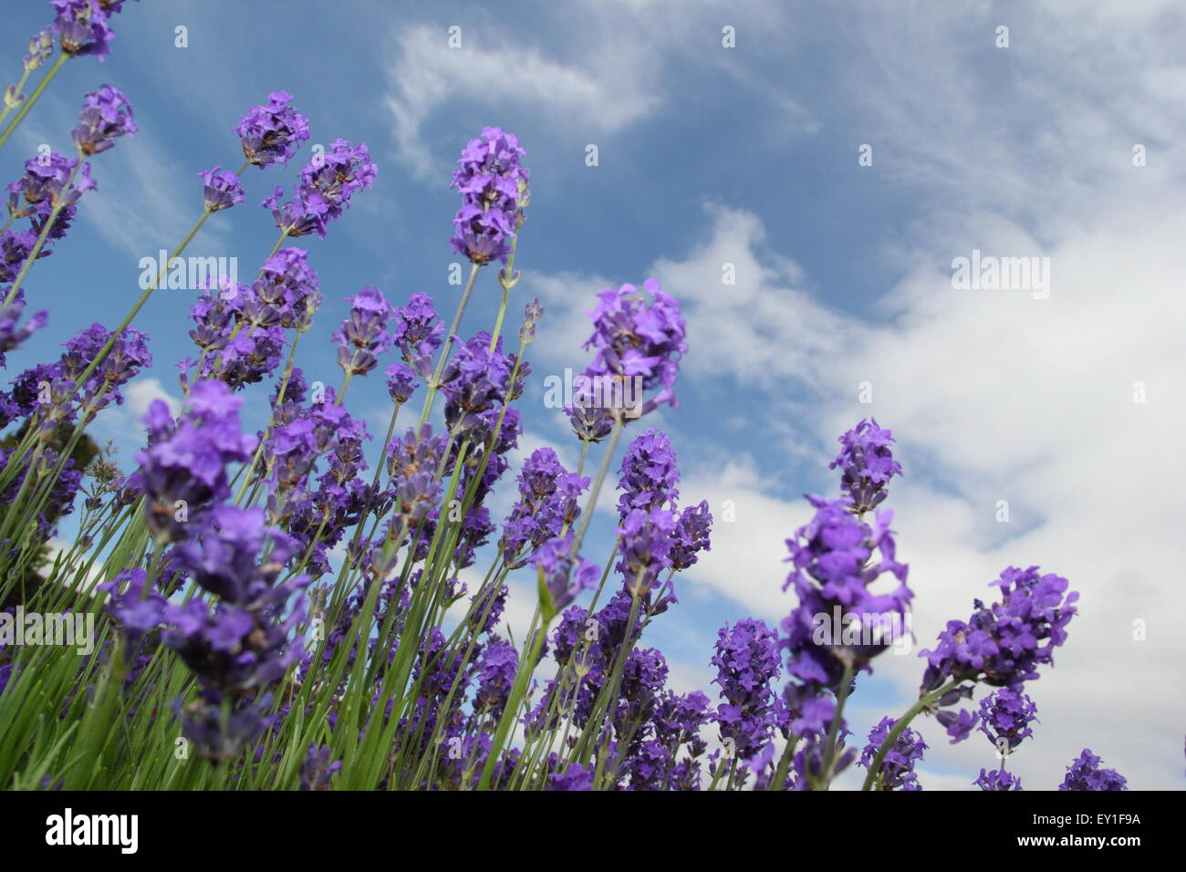 Englsih lavender (lavendula angustifolia) grows in a garden at Sheffield Manor Lodge, Yorkshire UK Stock Photo