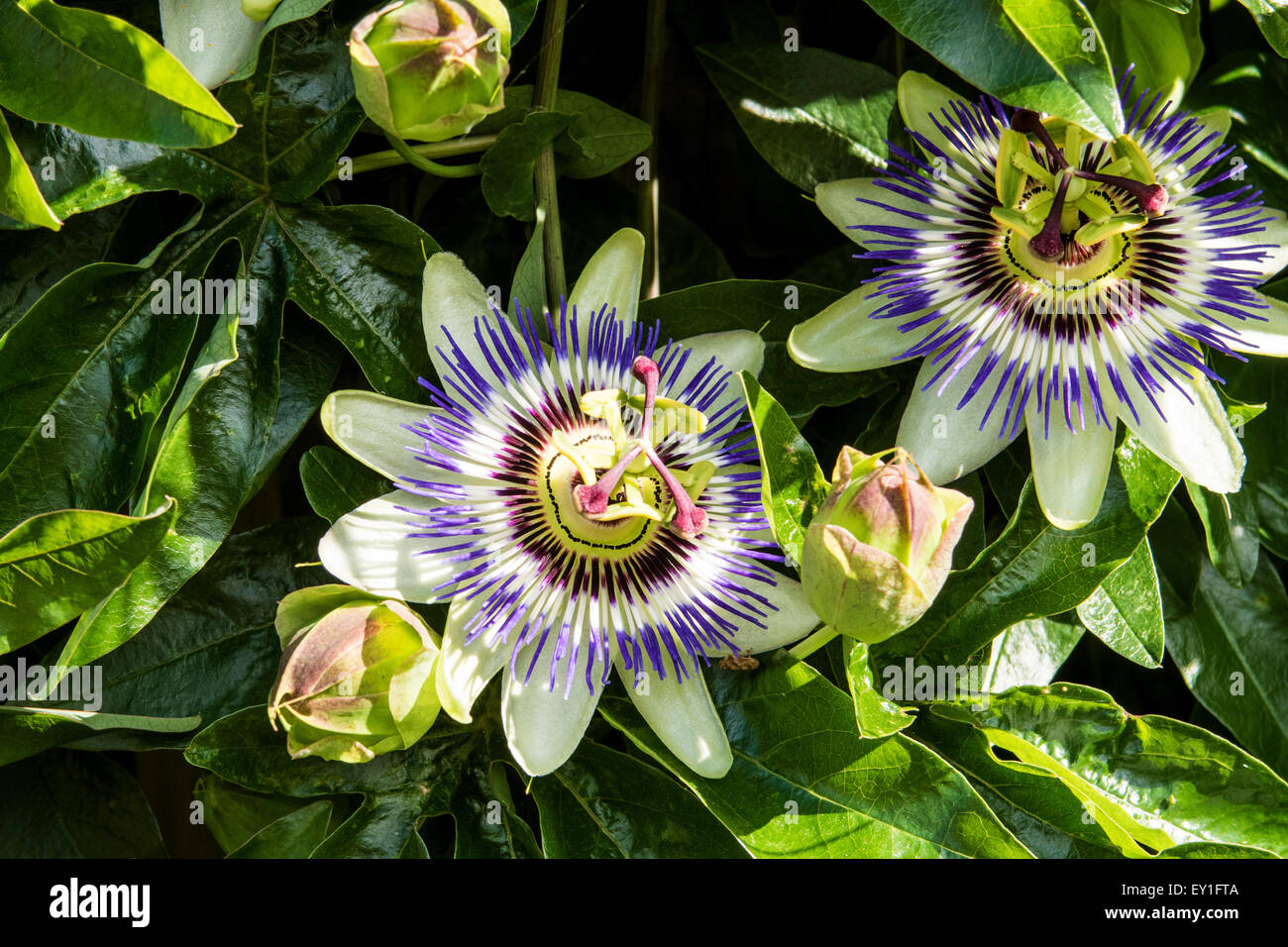 The beautiful Passiflora Caerulea also known as Passion Flower Stock Photo