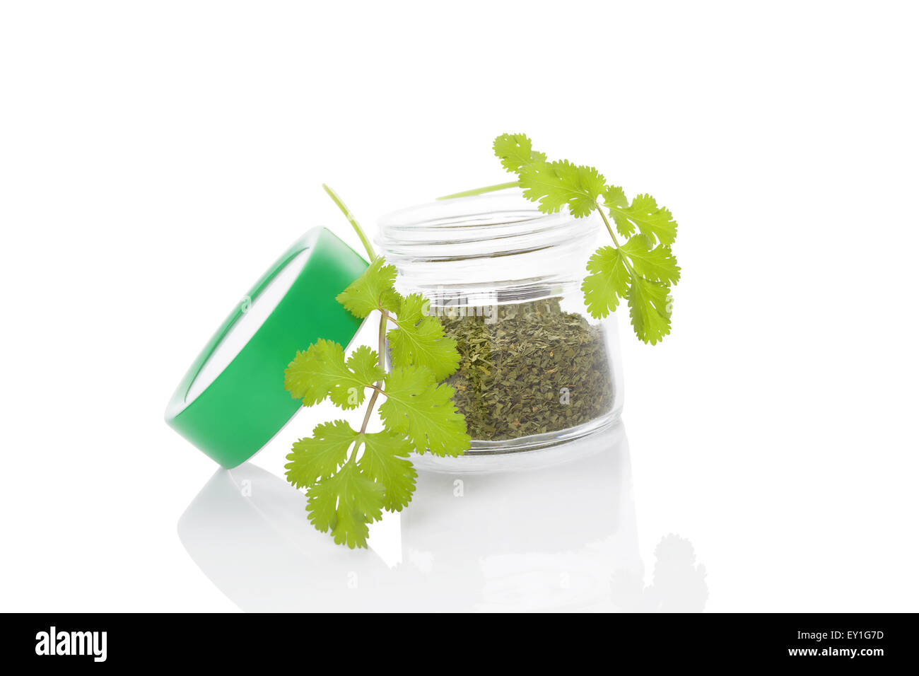 Fresh cilantro and dry coriander spice in glass jar isolated on white
