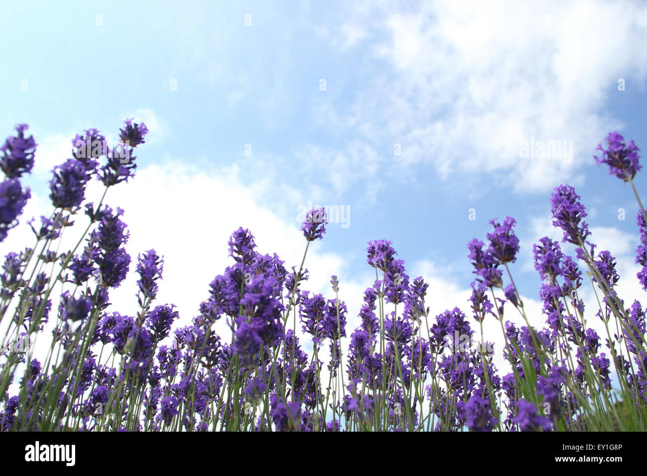 English lavender grows in a border in a labyrinth at Sheffeld Manor Lodge, Yorkshire England UK
