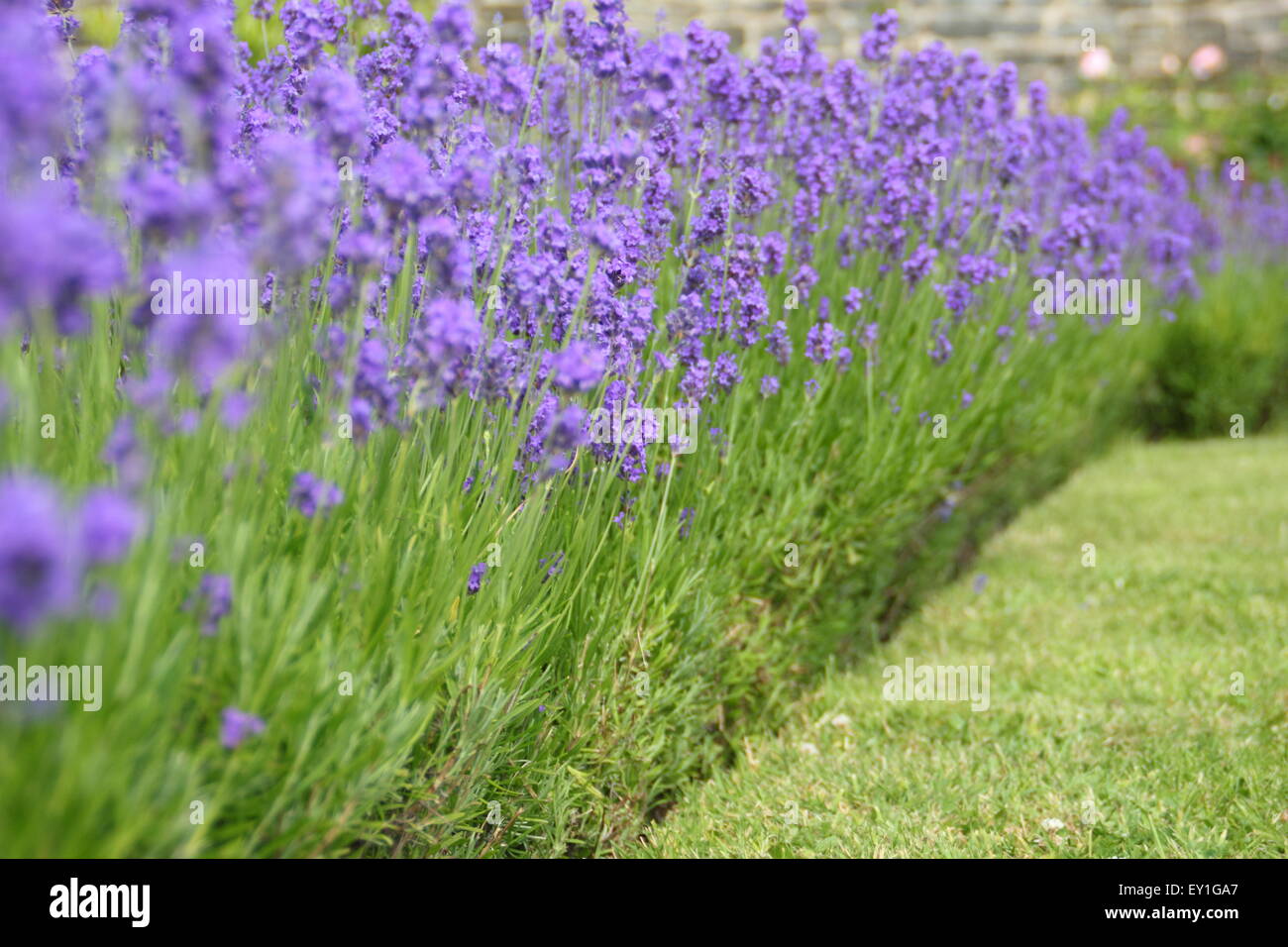 English lavender (lavendula angustifolia) grows in a border in a lavender garden at Sheffield Manor Lodge, Sheffield, UK Stock Photo