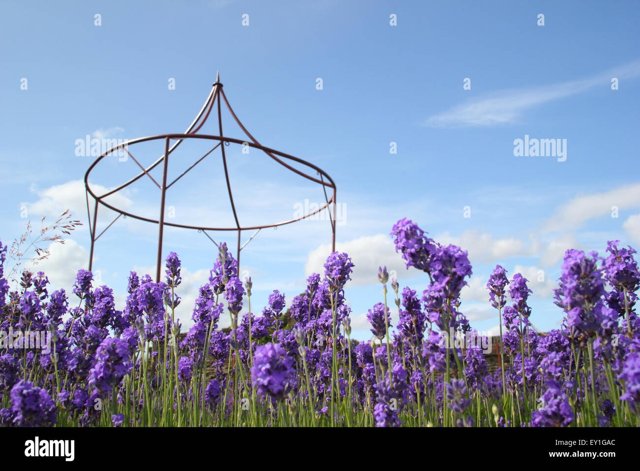 English lavender (lavendula angustifolia) grows in a border in a garden at Sheffield Manor Lodge
