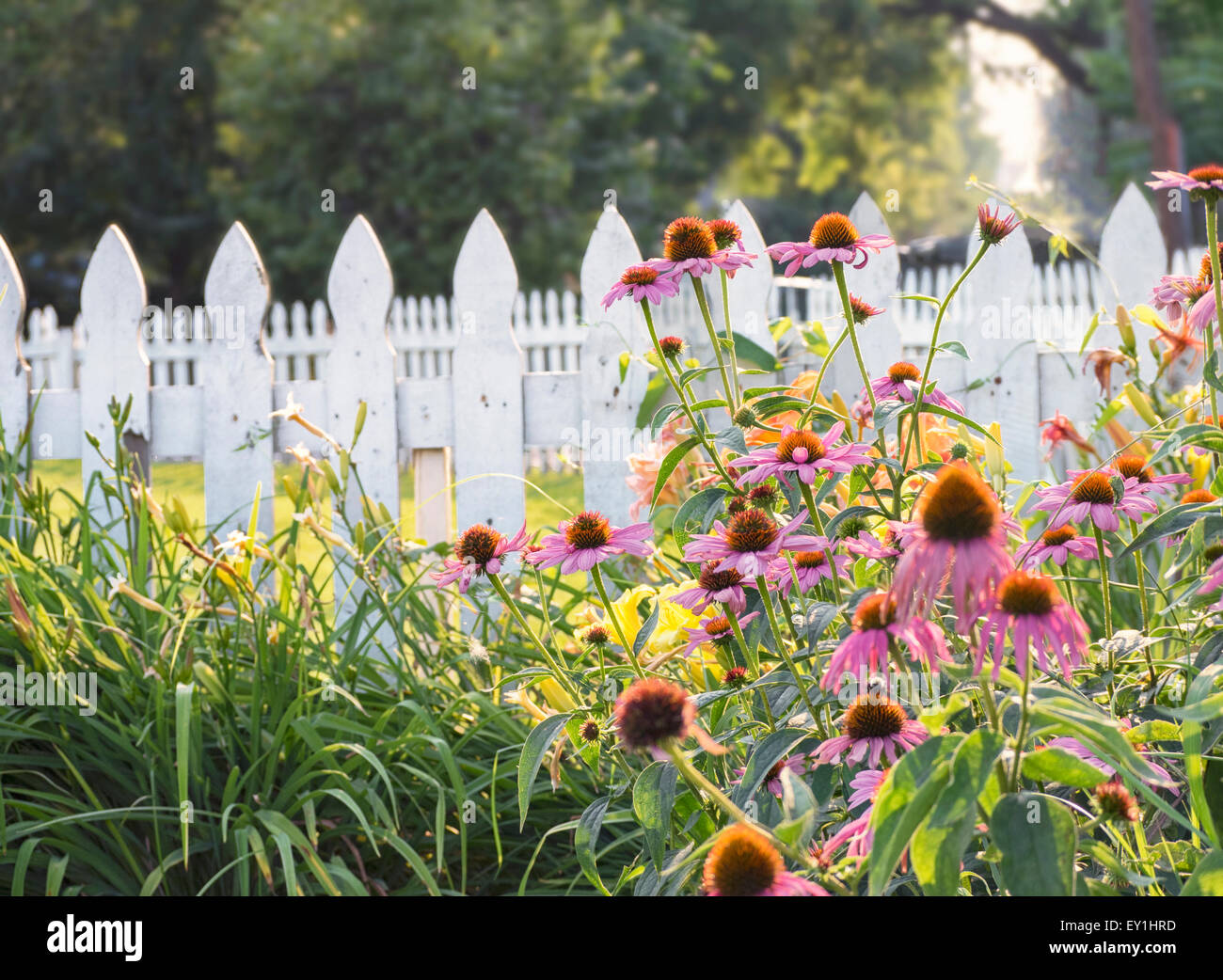 Coneflowers (Echinacea) bloom on a summer day in a garden with a white picket fence. It is used in holistic healing remedies. Stock Photo