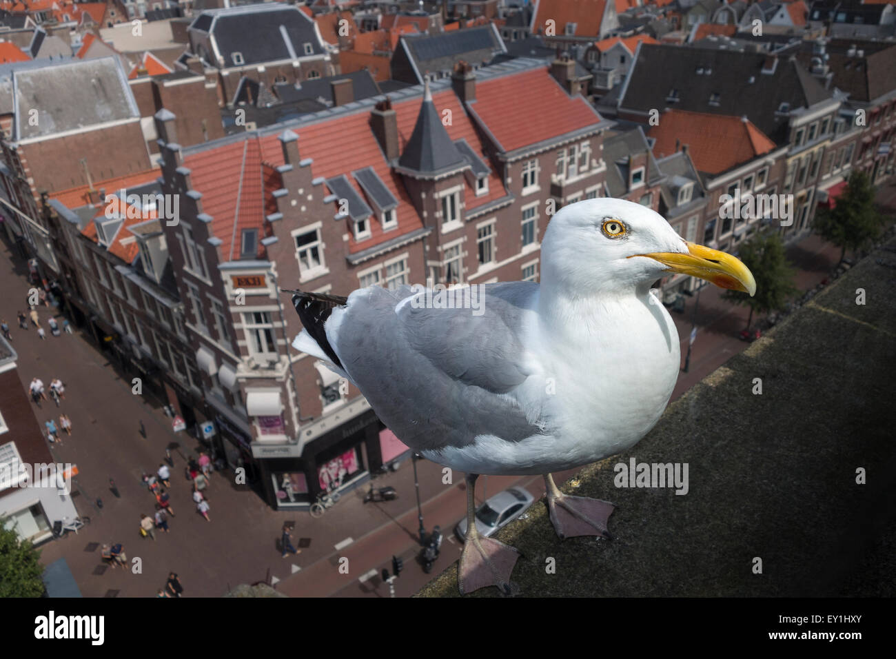 A large Dutch Seagull, Herring Gull (Larus argentatus argenteus) on a roof high above the city of Haarlem, The Netherlands. Stock Photo