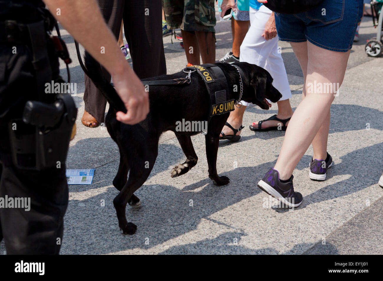 Police K-9 dog patrolling crowd - Washington, DC USA Stock Photo