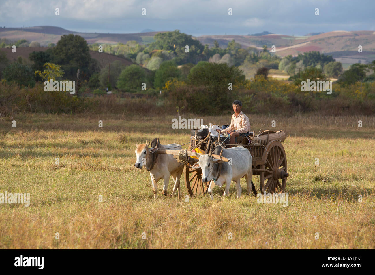 Ranchers on ox carts in Shan Hills, Myanmar Stock Photo