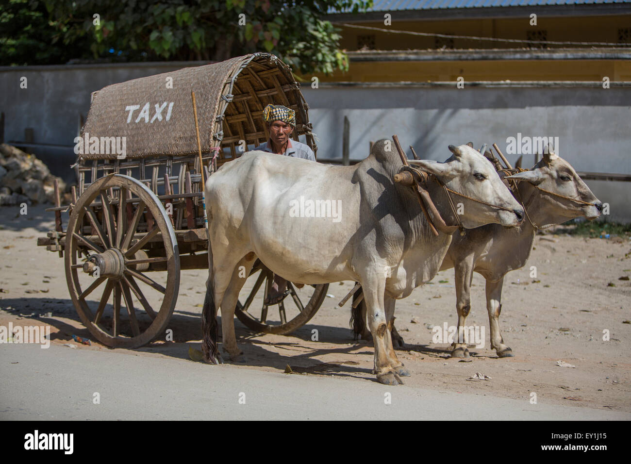Ox cart taxi in Myanmar Stock Photo