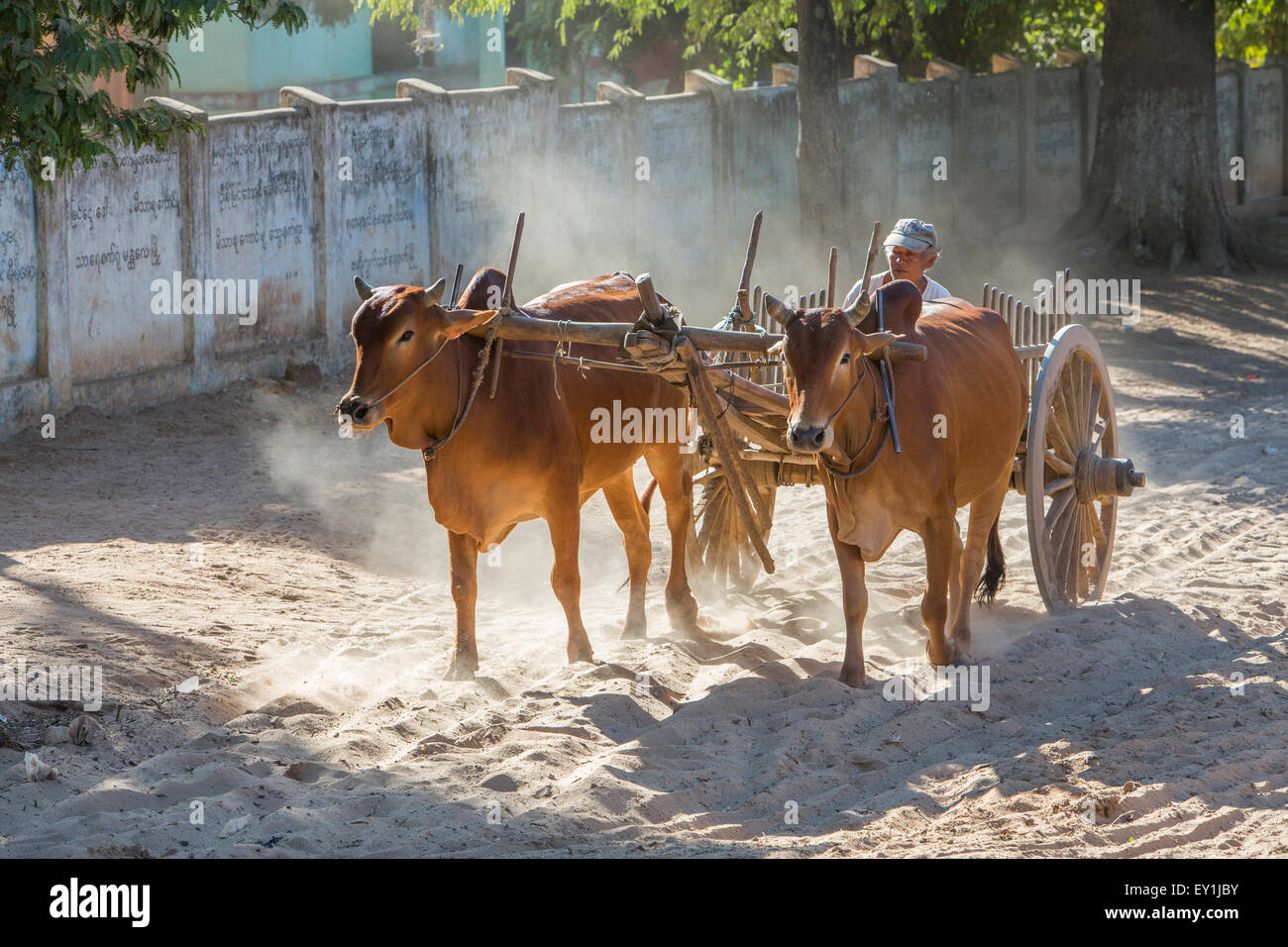 Ox carts in backlight, Salay, Myanmar Stock Photo