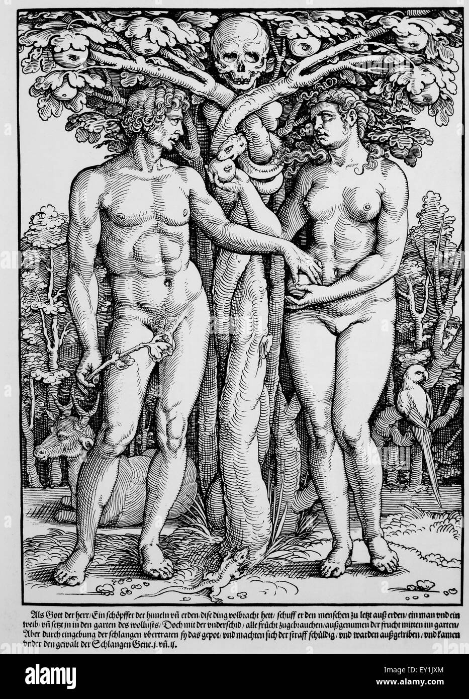The Fall of Adam and Eve, Woodcut, Hans Sebald Beham, 1535 Stock Photo
