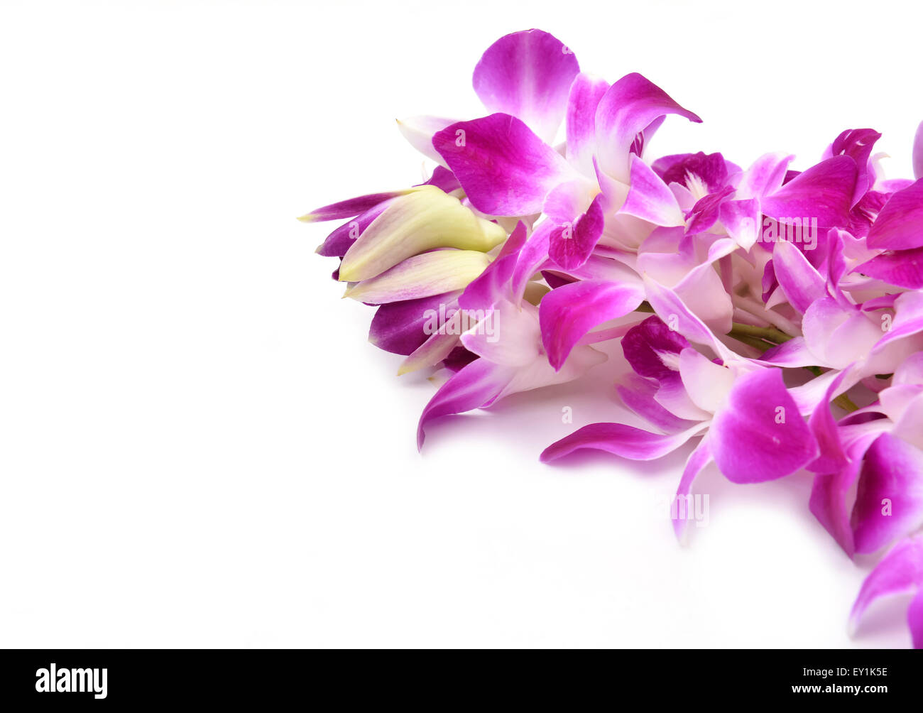 beautiful blooming orchid isolated on white background Stock Photo - Alamy