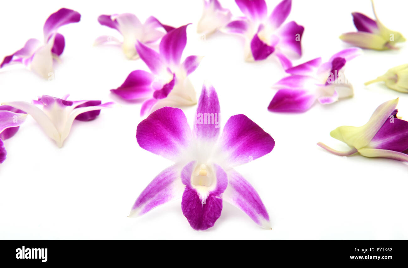 beautiful blooming orchid isolated on white background Stock Photo