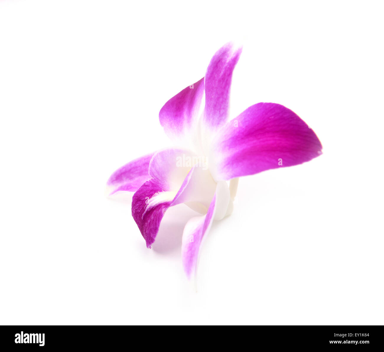 beautiful blooming orchid isolated on white background Stock Photo - Alamy