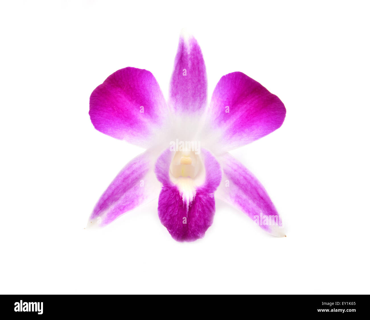 beautiful blooming orchid isolated on white background Stock Photo - Alamy