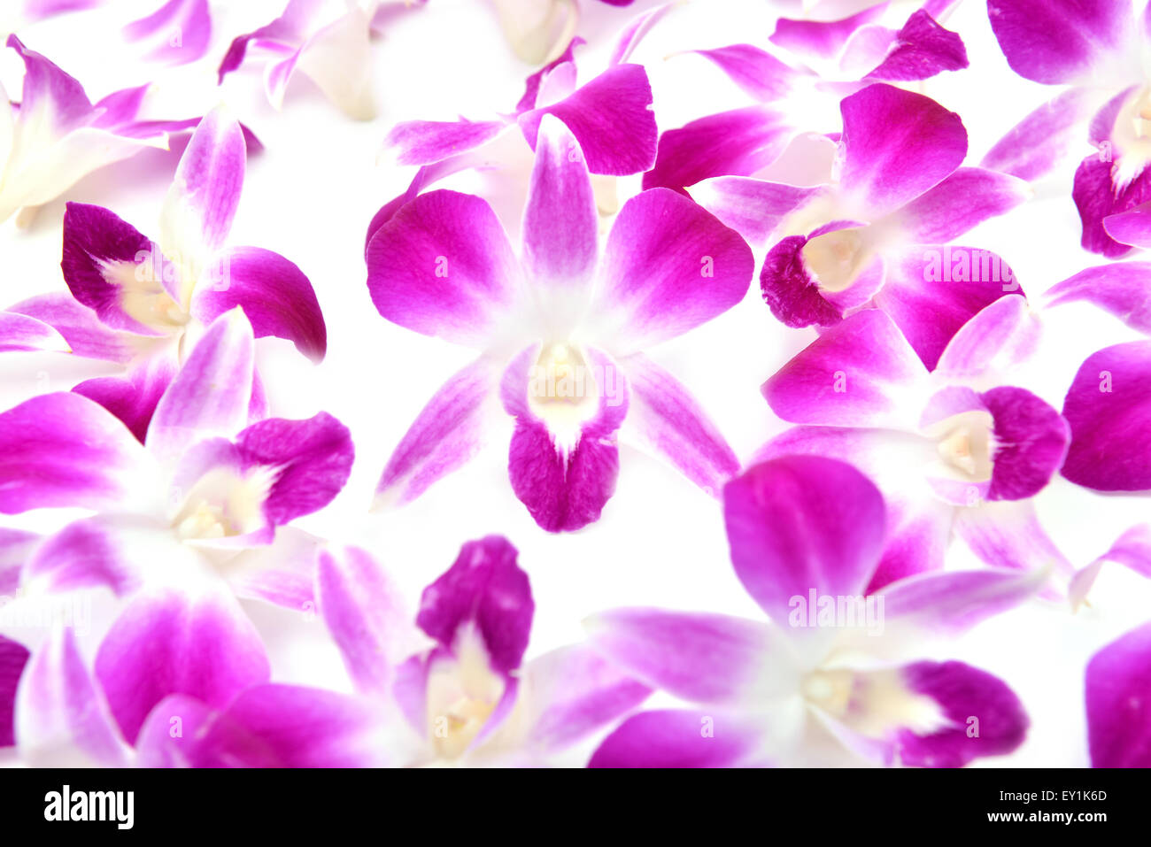 beautiful blooming orchid isolated on white background Stock Photo - Alamy
