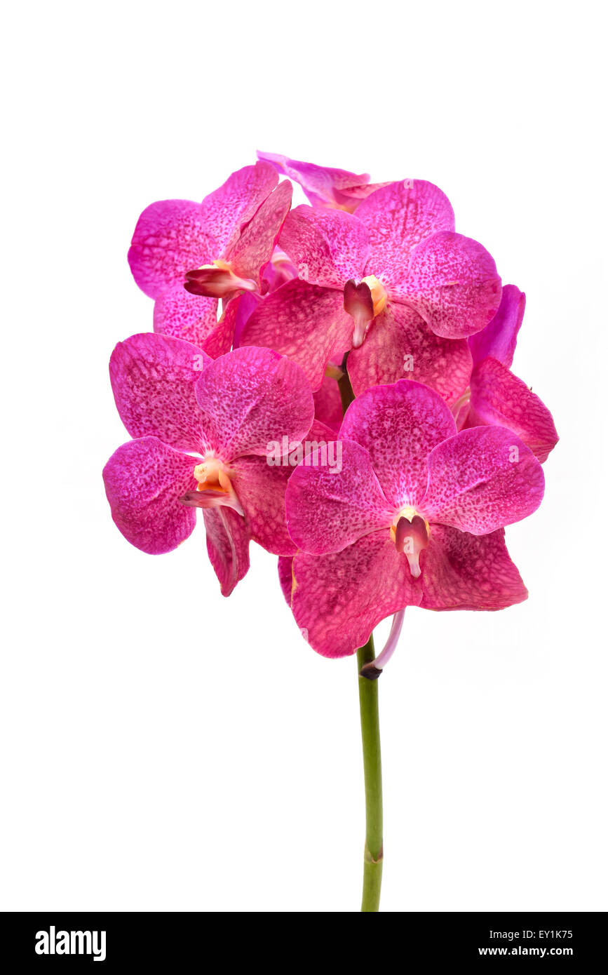 beautiful blooming orchid isolated on white background Stock Photo - Alamy
