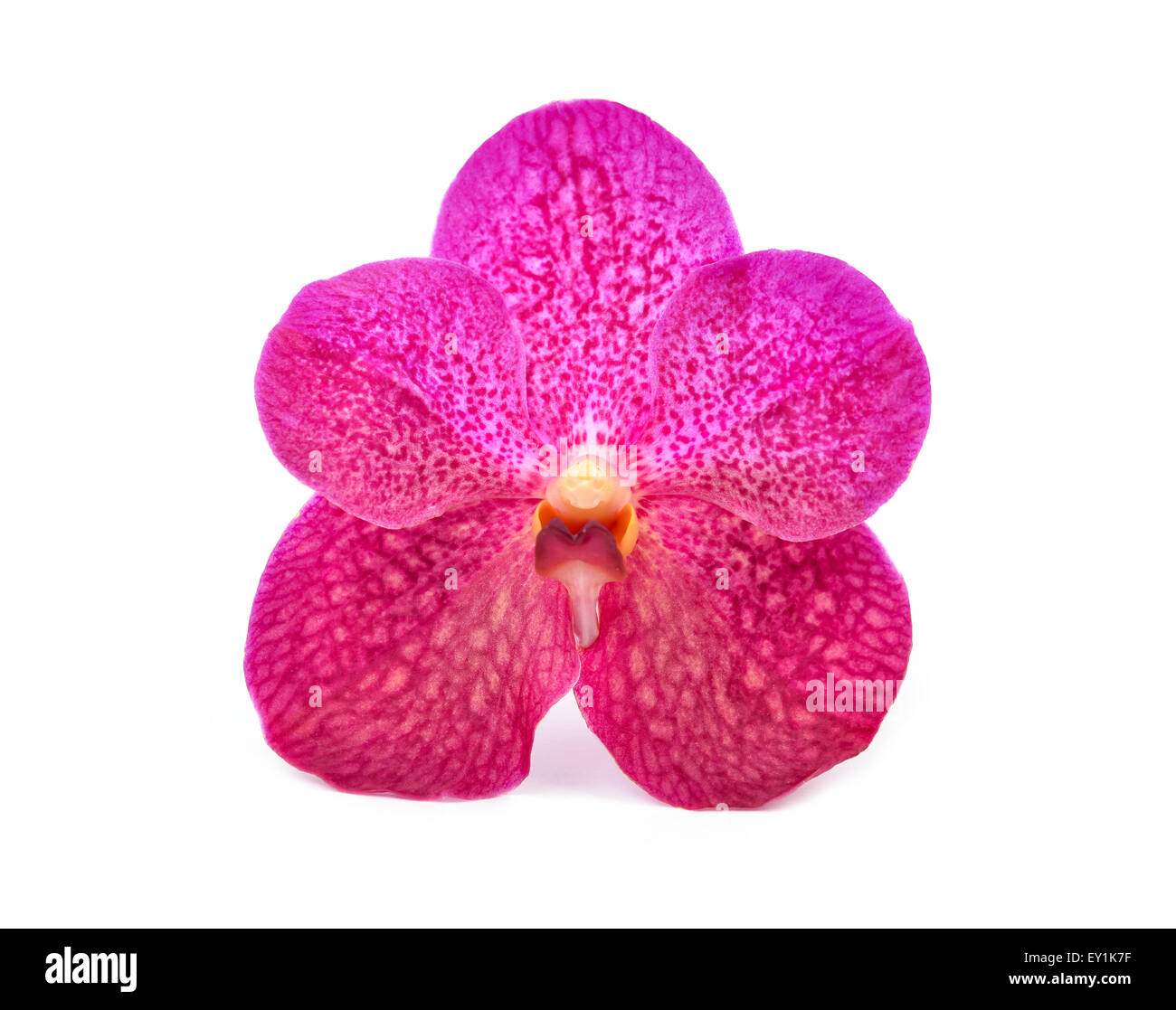 beautiful blooming orchid isolated on white background Stock Photo