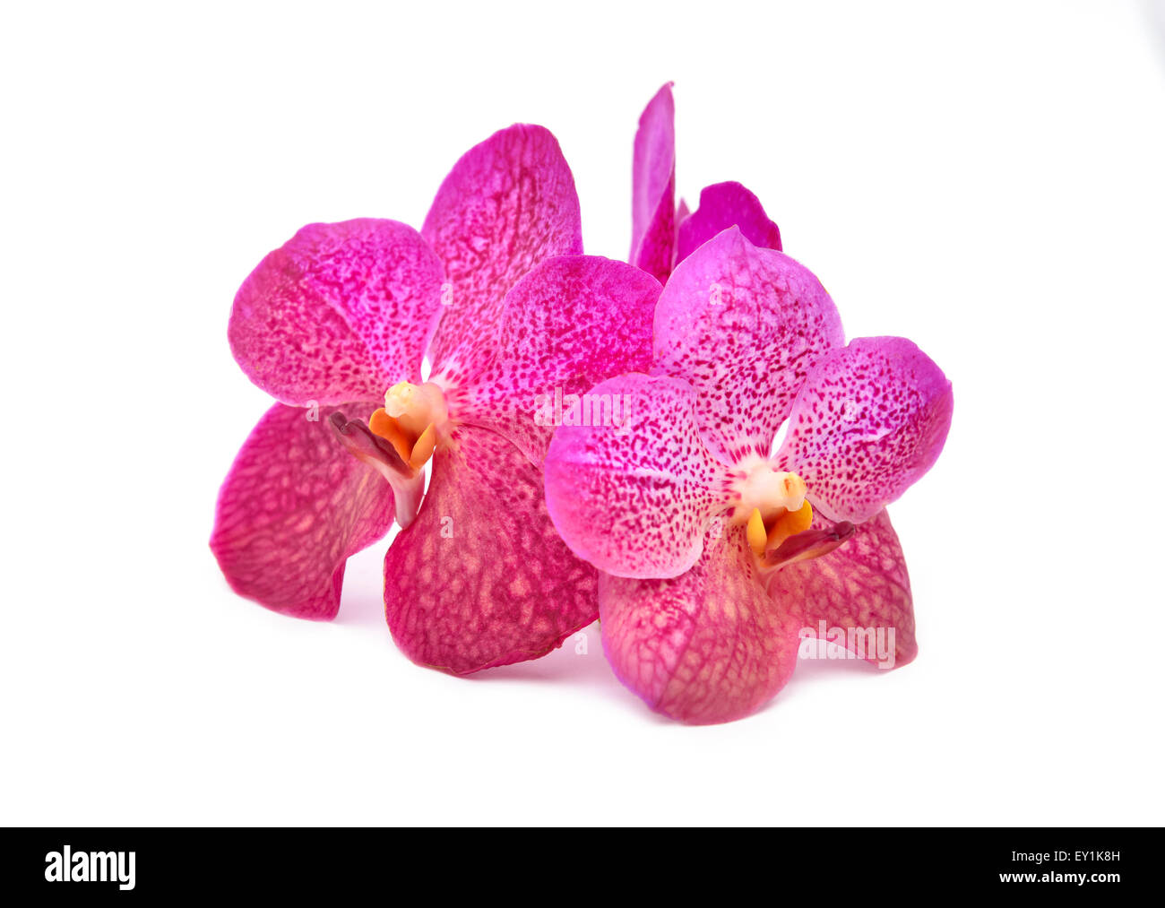 beautiful blooming orchid isolated on white background Stock Photo - Alamy
