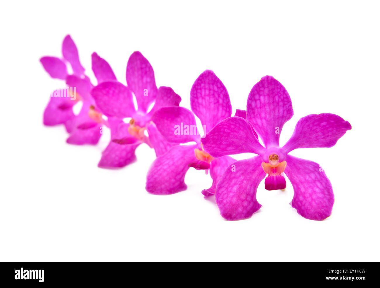 beautiful blooming orchid isolated on white background Stock Photo - Alamy
