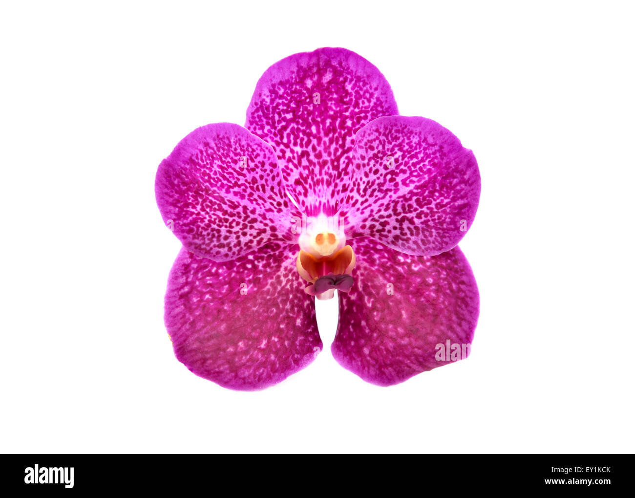 beautiful blooming orchid isolated on white background Stock Photo - Alamy
