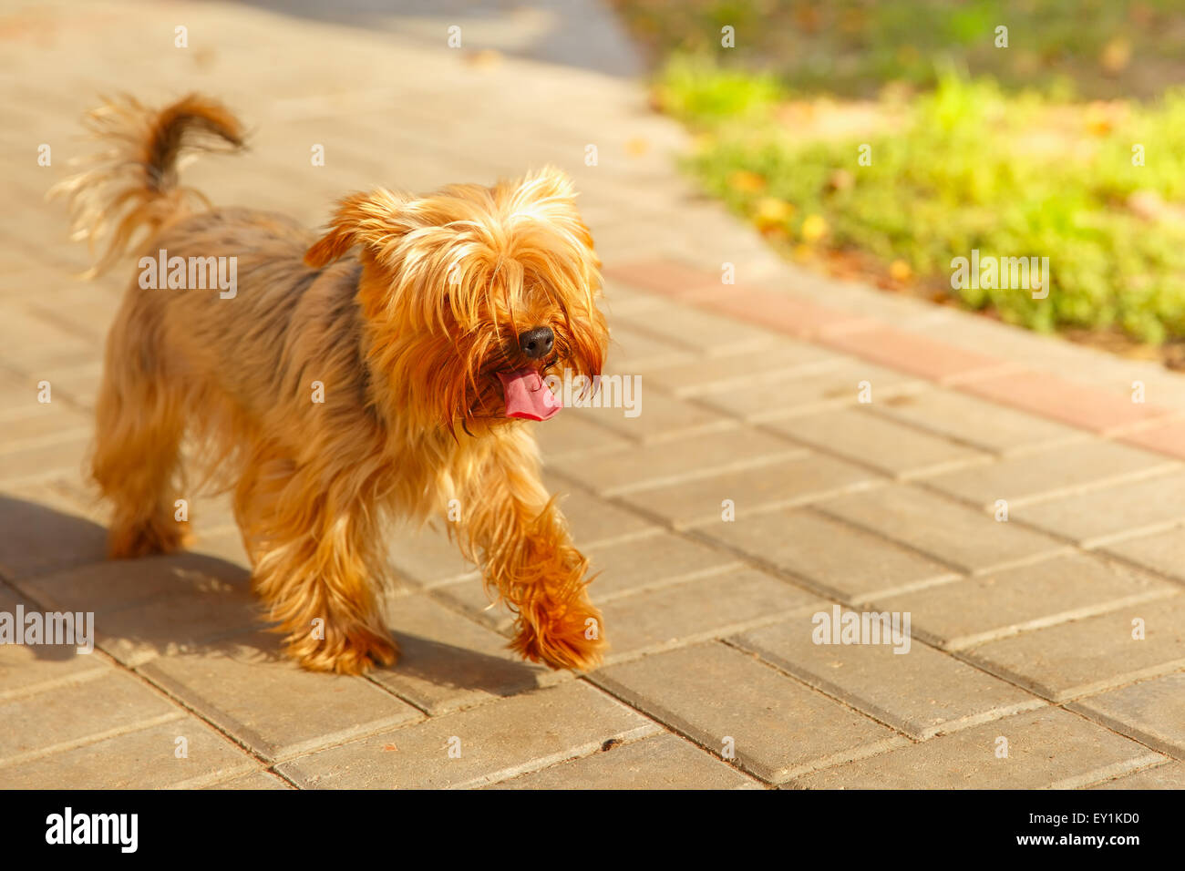 vector cute pedigreed dog Yorkshire terrier Stock Photo