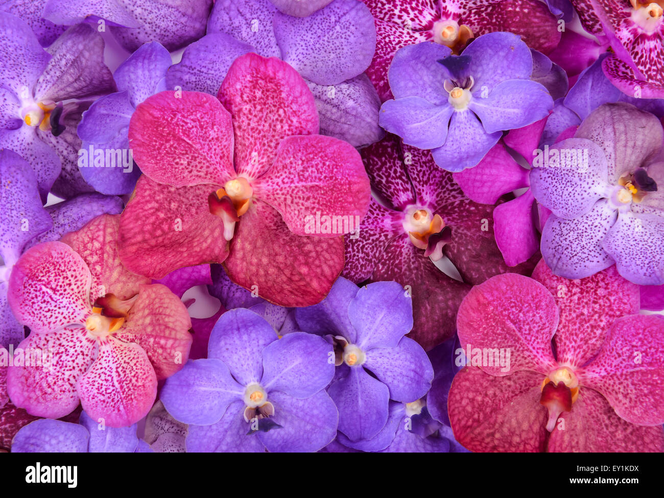 group of beautiful blooming orchid Stock Photo