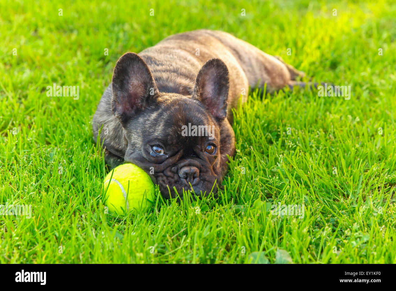 cute domestic dog brindle French Bulldog breed Stock Photo
