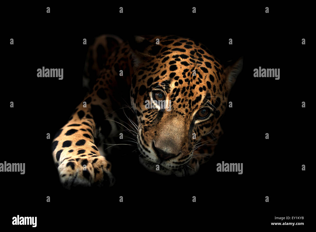 jaguar ( Panthera onca ) in the dark night Stock Photo