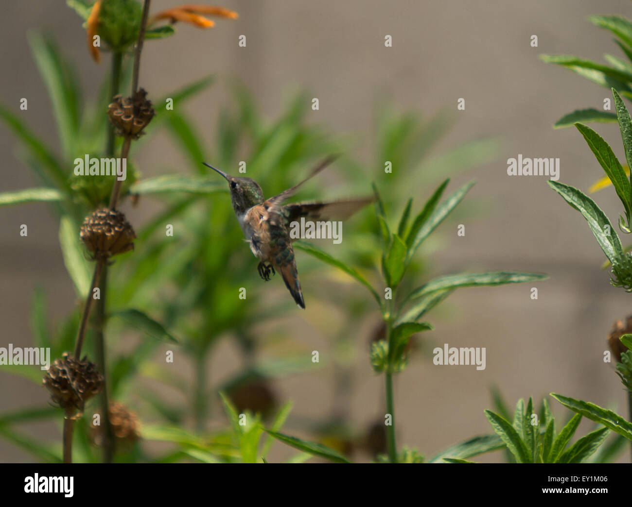 Anna’s Hummingbird, Calypte anna, sitting in the desert garden with orange flowers Stock Photo