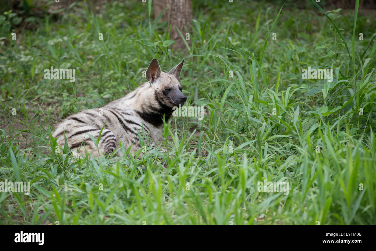 striped hyena, the african wildlife Stock Photo