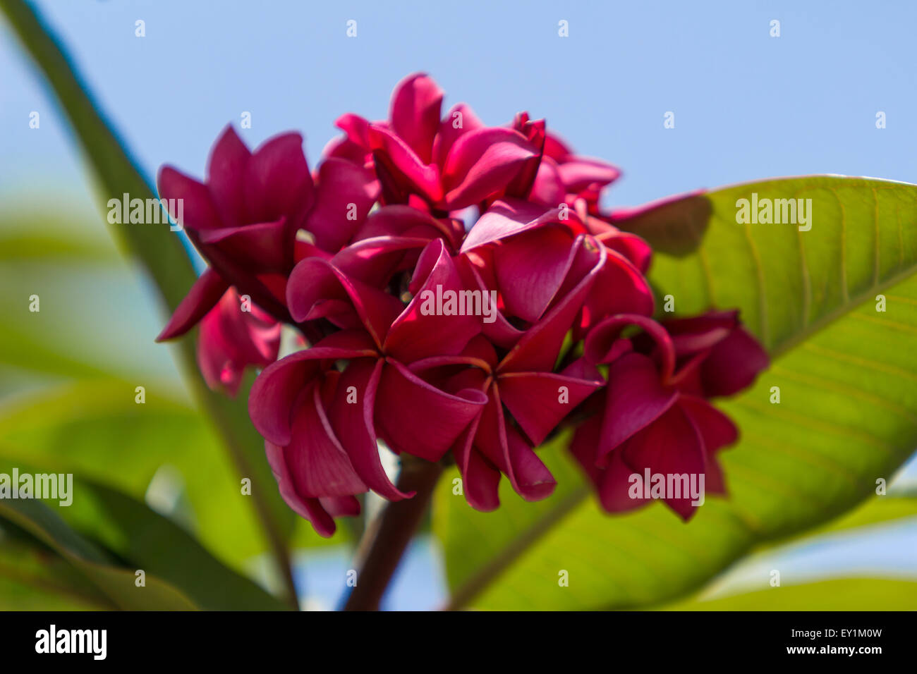 Hawaiian dark red plumeria, rojo mojo hybrid, frangipani blooms in summer in Hawaii Stock Photo