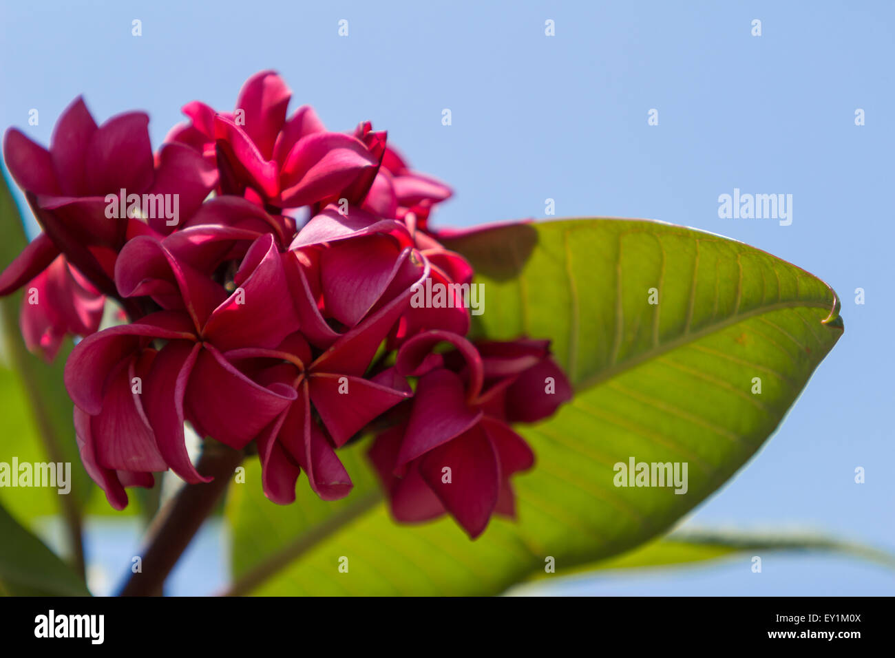Hawaiian dark red plumeria, rojo mojo hybrid, frangipani blooms in summer in Hawaii Stock Photo
