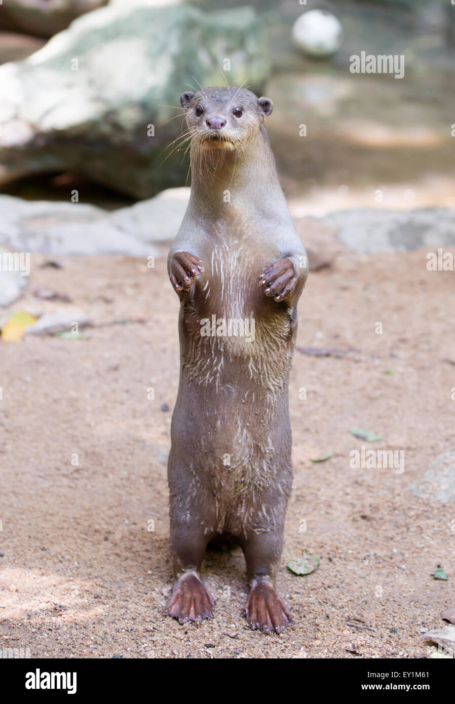 Smooth coated otter ( Lutrogale perspicillata ) Stock Photo