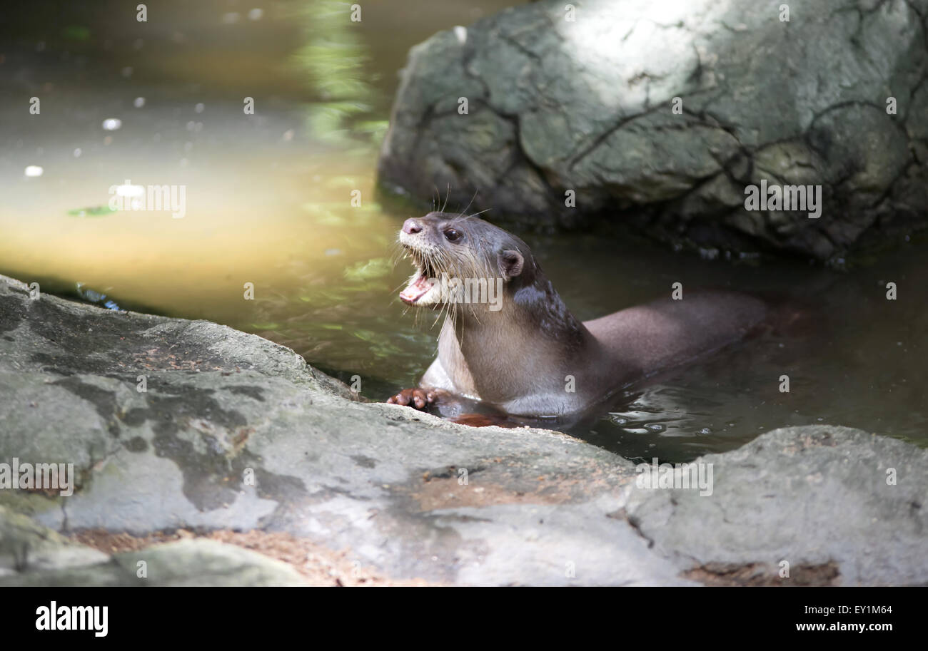 Smooth coated otter ( Lutrogale perspicillata ) Stock Photo
